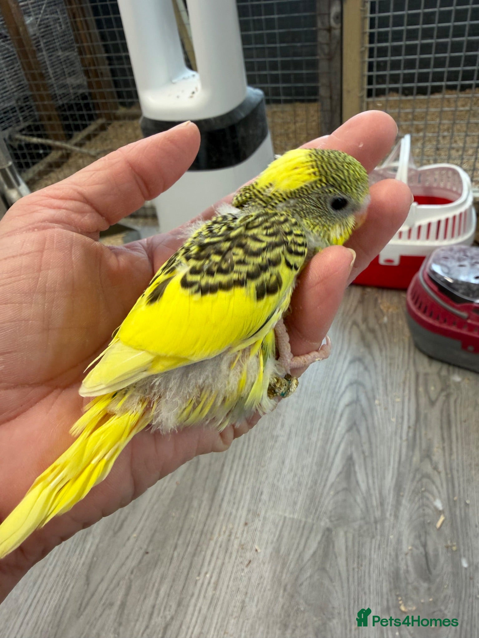 Budgerigars birds Hand Tame Budgie Boy Chicks - Ready Soon  - Advert 2