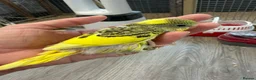 Budgerigars birds for sale: Hand Tame Budgie Chicks - Ready Soon  - Advert 4