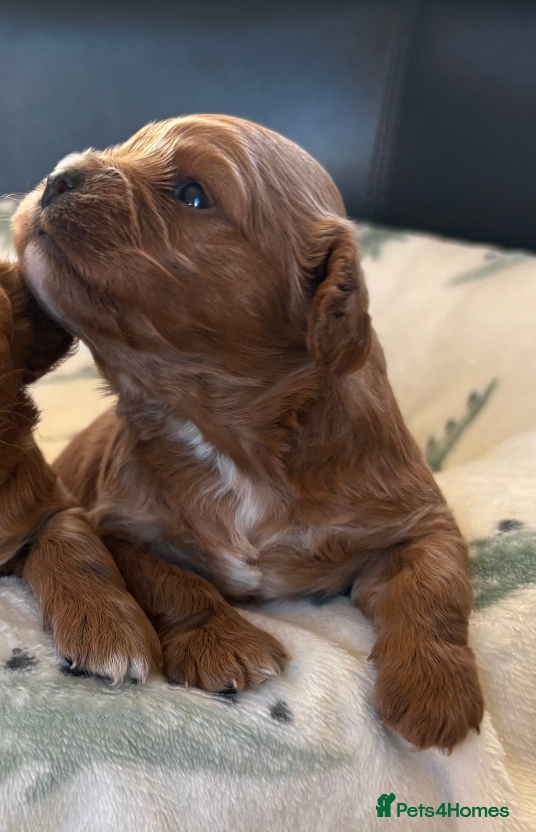 Cavapoo dogs for sale: F1 Toy Cavapoo Puppy’s! - Advert 4
