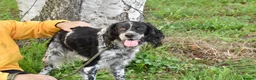 English Setter dogs for adoption: Moro  in Frinton-on-Sea - Advert 6