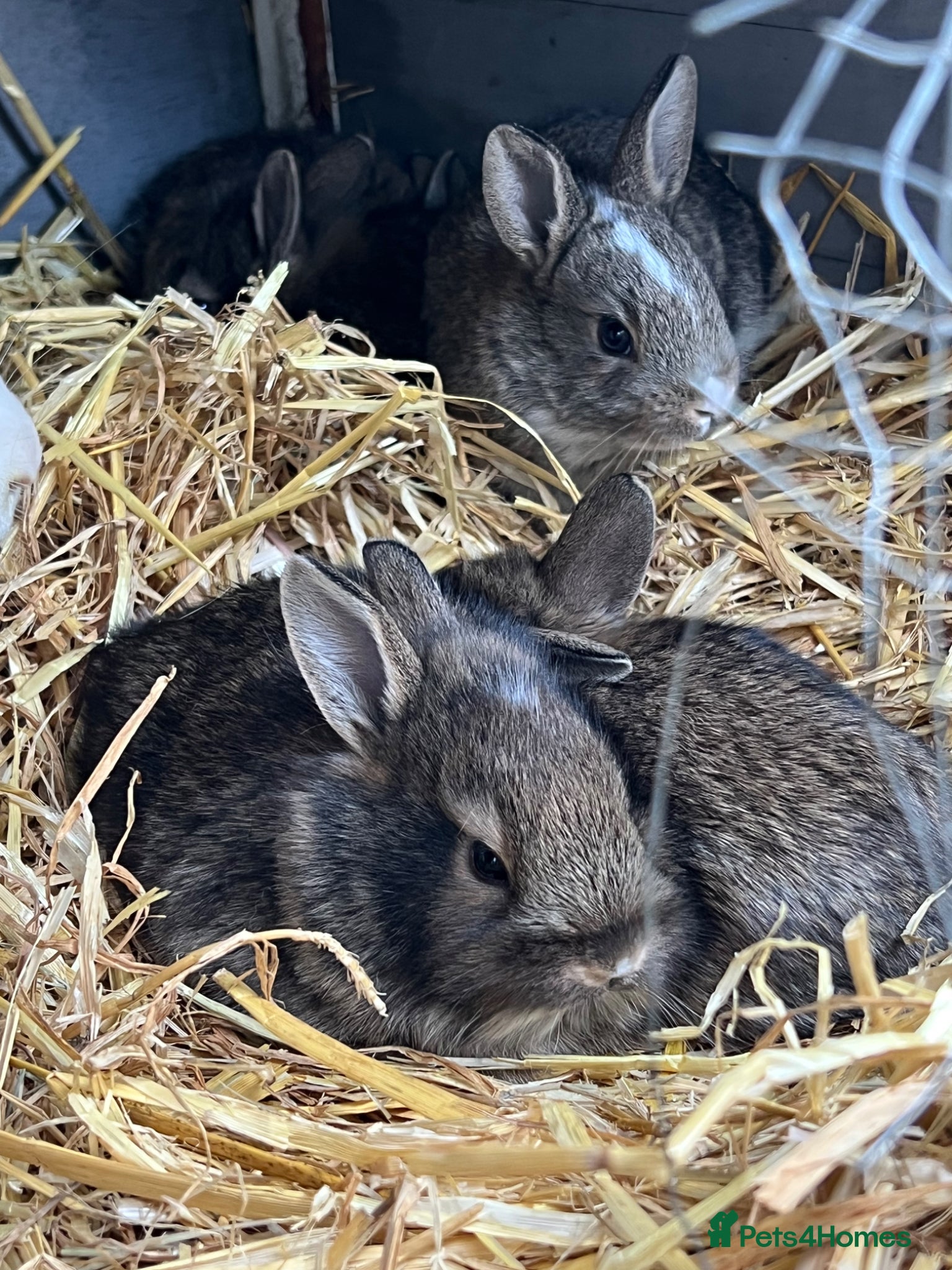 Mixed Breed rabbits Baby Rabbits for Sale - Advert 11
