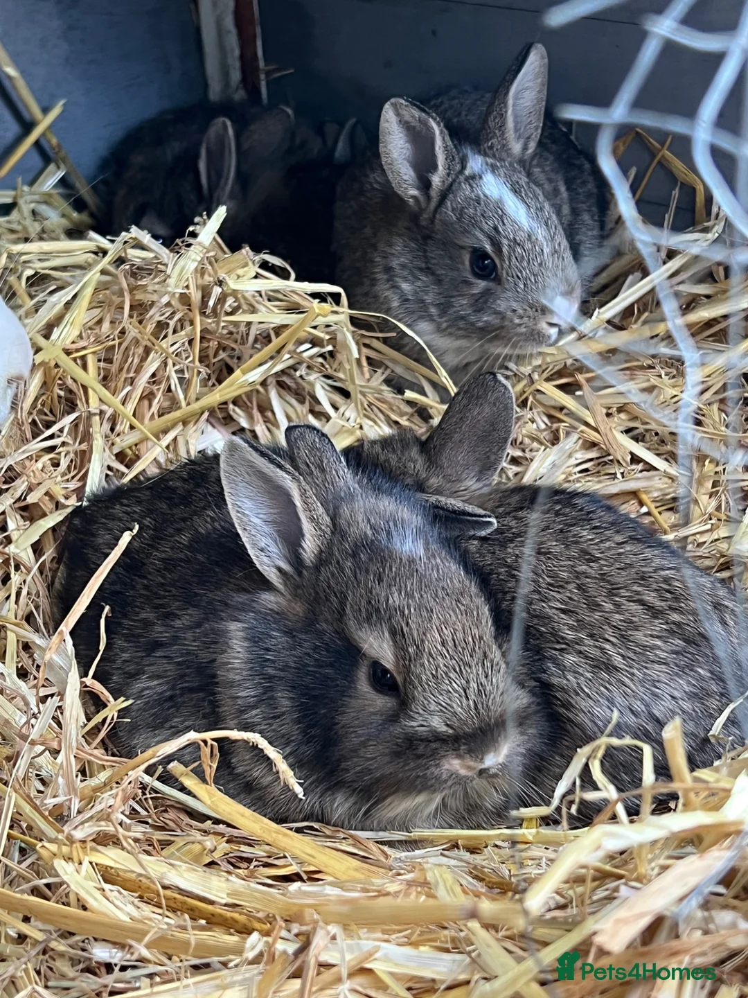 Mixed Breed rabbits for sale: Baby Rabbits for Sale - Advert 1