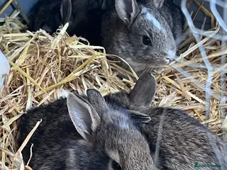 Mixed Breed rabbits Baby Rabbits for Sale - Advert 11