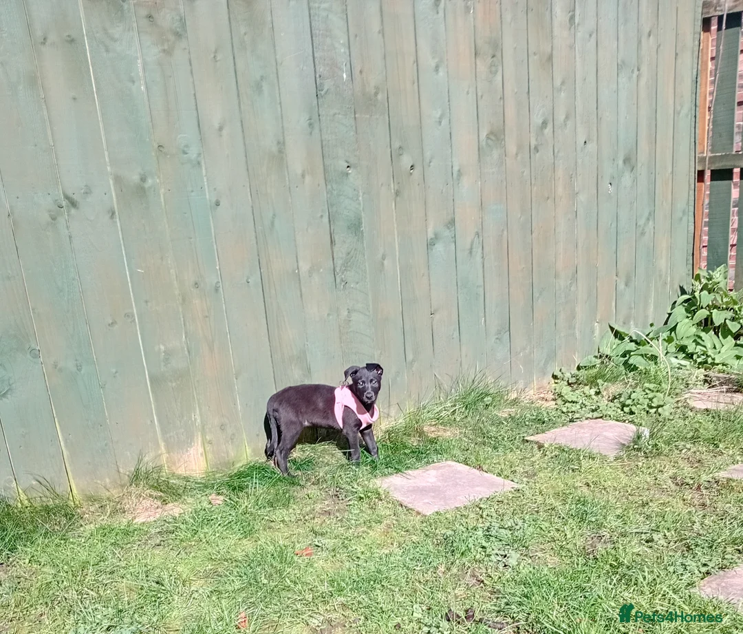 Mixed Breed dogs for sale: Belgian Shepherd cross 10 weeks old - Advert 2