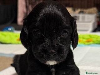 Cockalier dogs Cocker spaniel - Advert 6