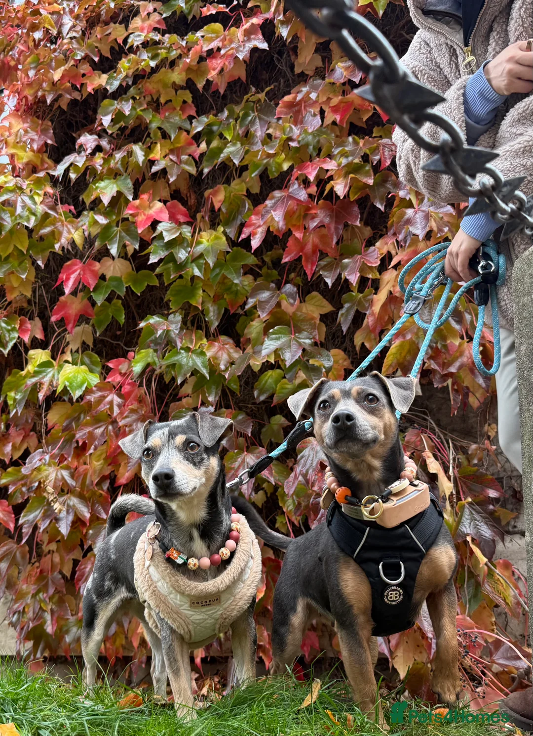 Gallery Image {{count}}