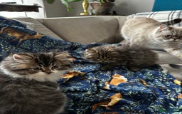 Persian cats for sale: Persian Kittens Looking for Loving Homes - Advert 21