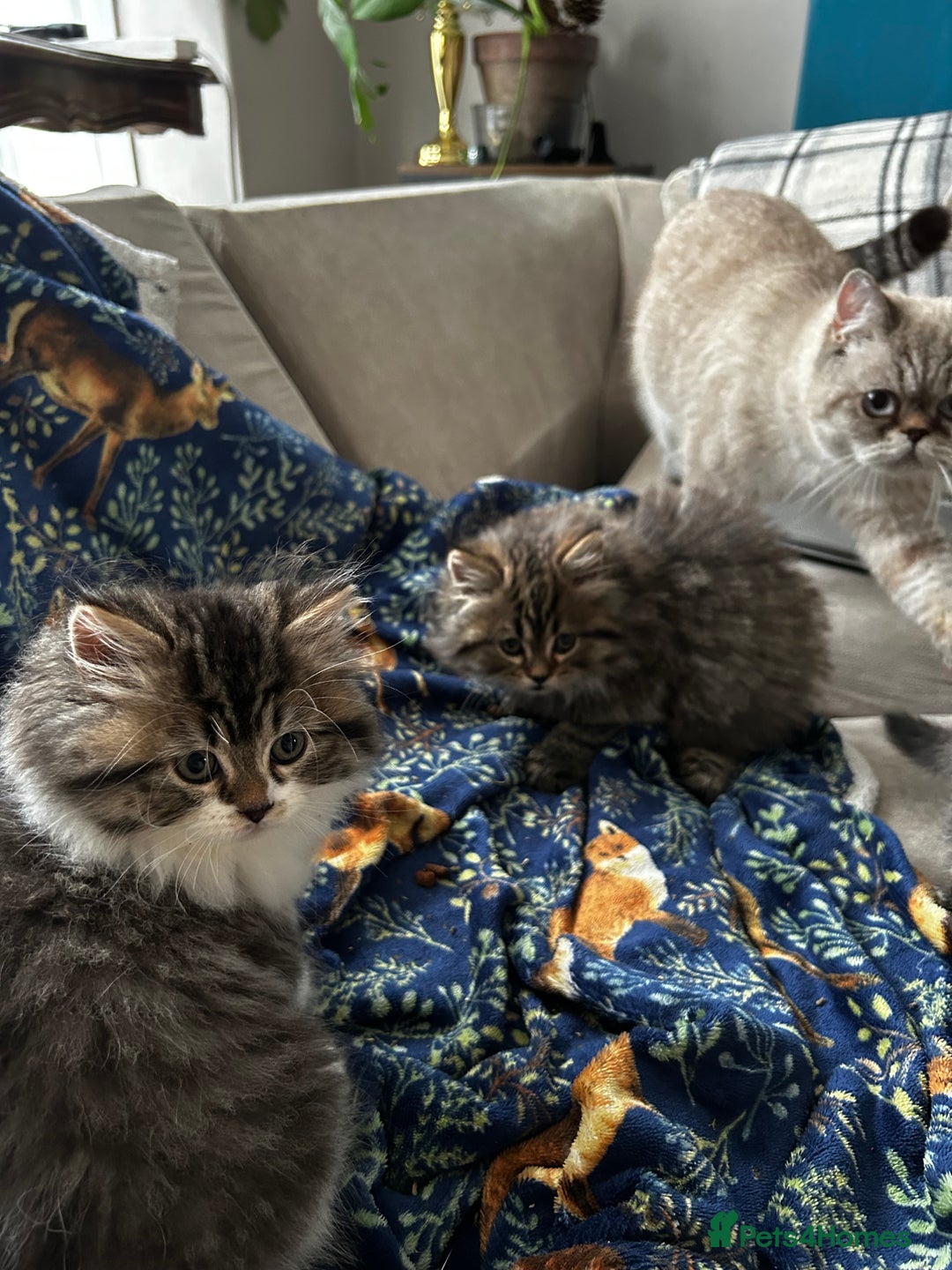 Persian cats for sale: Persian Kittens Looking for Loving Homes - Advert 21