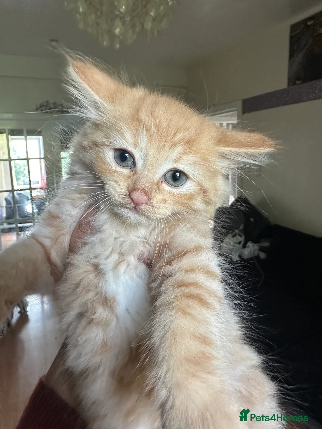 Mixed Breed cats for sale: ‼️4 beautiful male kitten ready to leave now - Advert 2