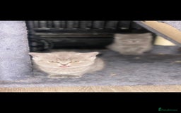 British Shorthair cats for sale: Beautiful Blue British Shorthair Kittens - Image 13