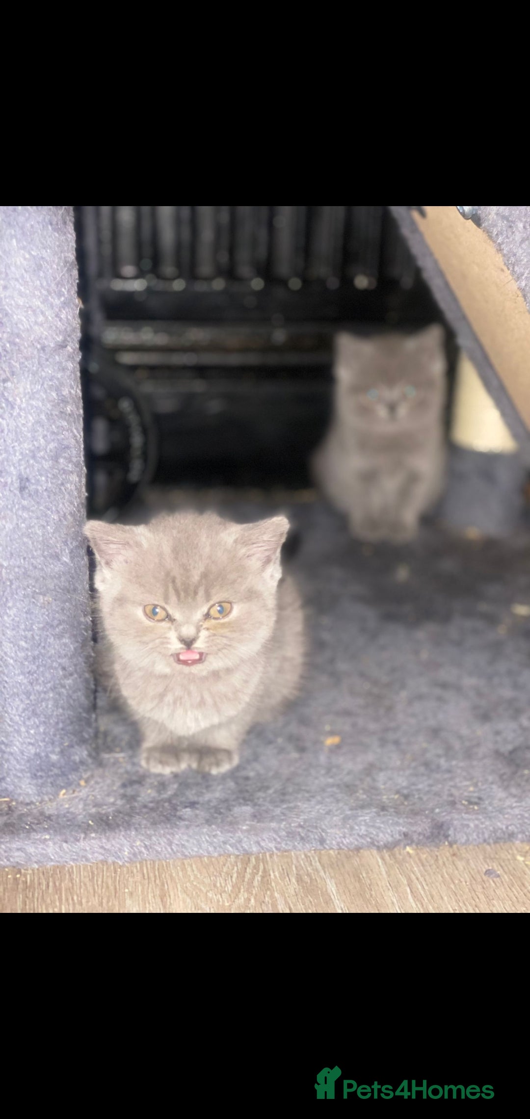 British Shorthair cats for sale: Beautiful Blue British Shorthair Kittens - Image 13