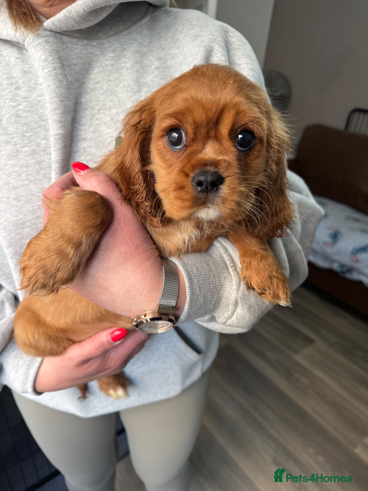 Cavalier King Charles Spaniel dogs Ready Now🌟 KC/Health tested Cavalier KCS pups - Advert 5