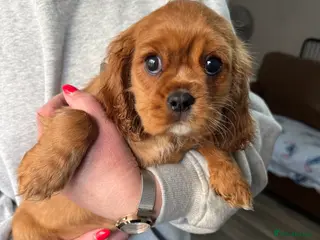 Cavalier King Charles Spaniel dogs Ready Now🌟 KC/Health tested Cavalier KCS pups - Advert 5