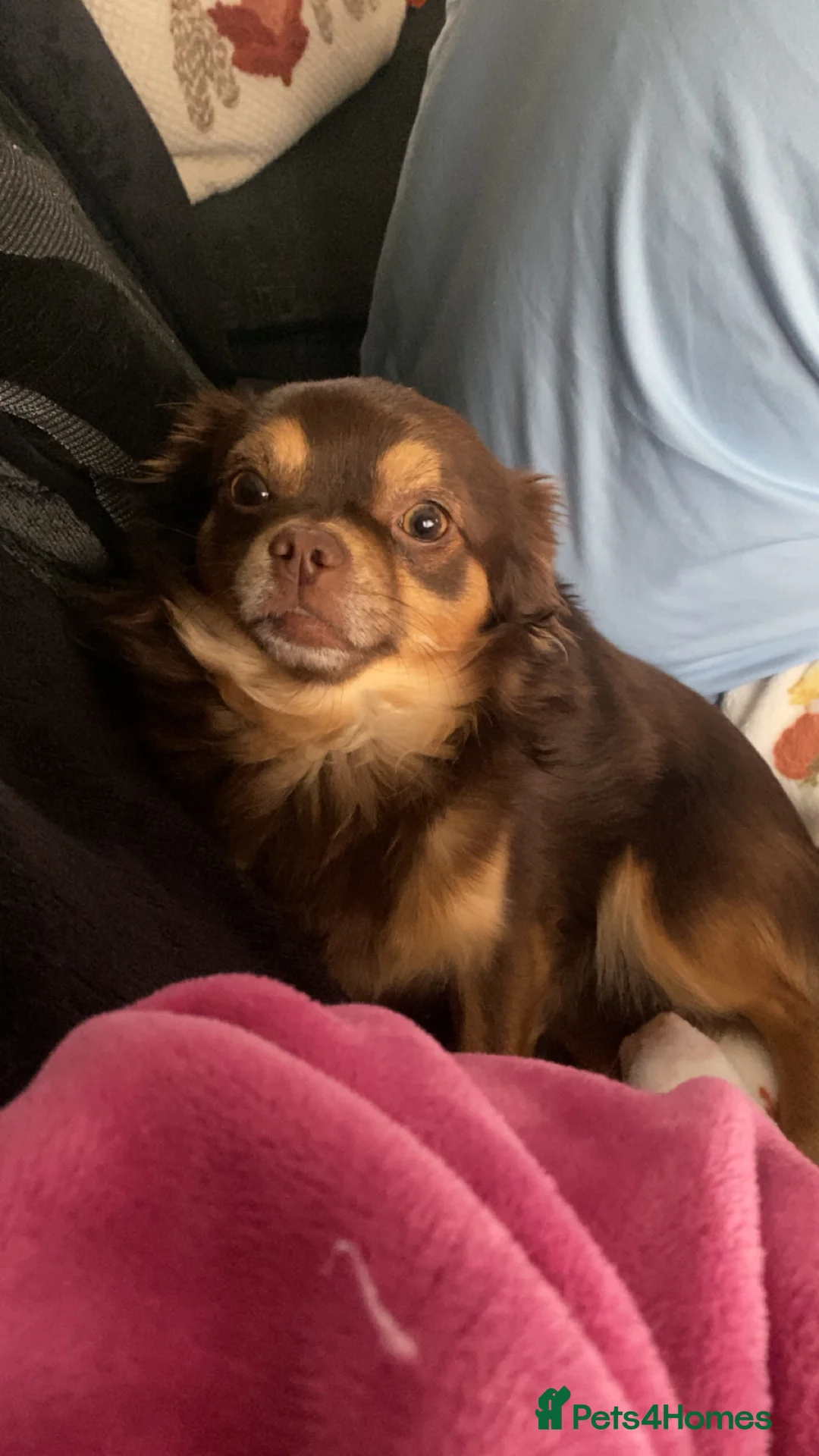 Chihuahua dogs for stud: Long haired chihuahua stud  - Advert 2