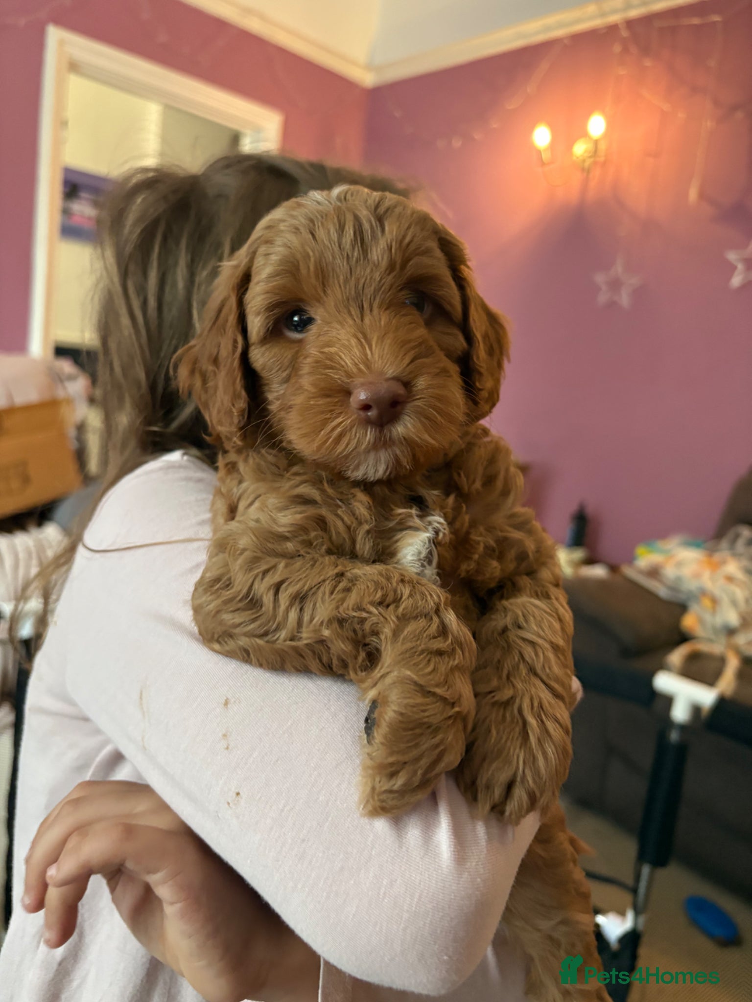 Cockapoo dogs Stunning cockapoo puppies to be reserved  - Advert 15