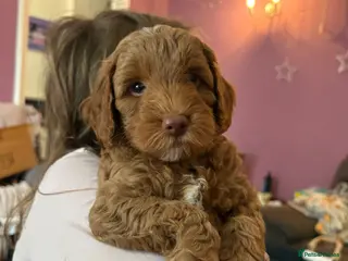 Cockapoo dogs Stunning cockapoo puppies to be reserved - Advert 15