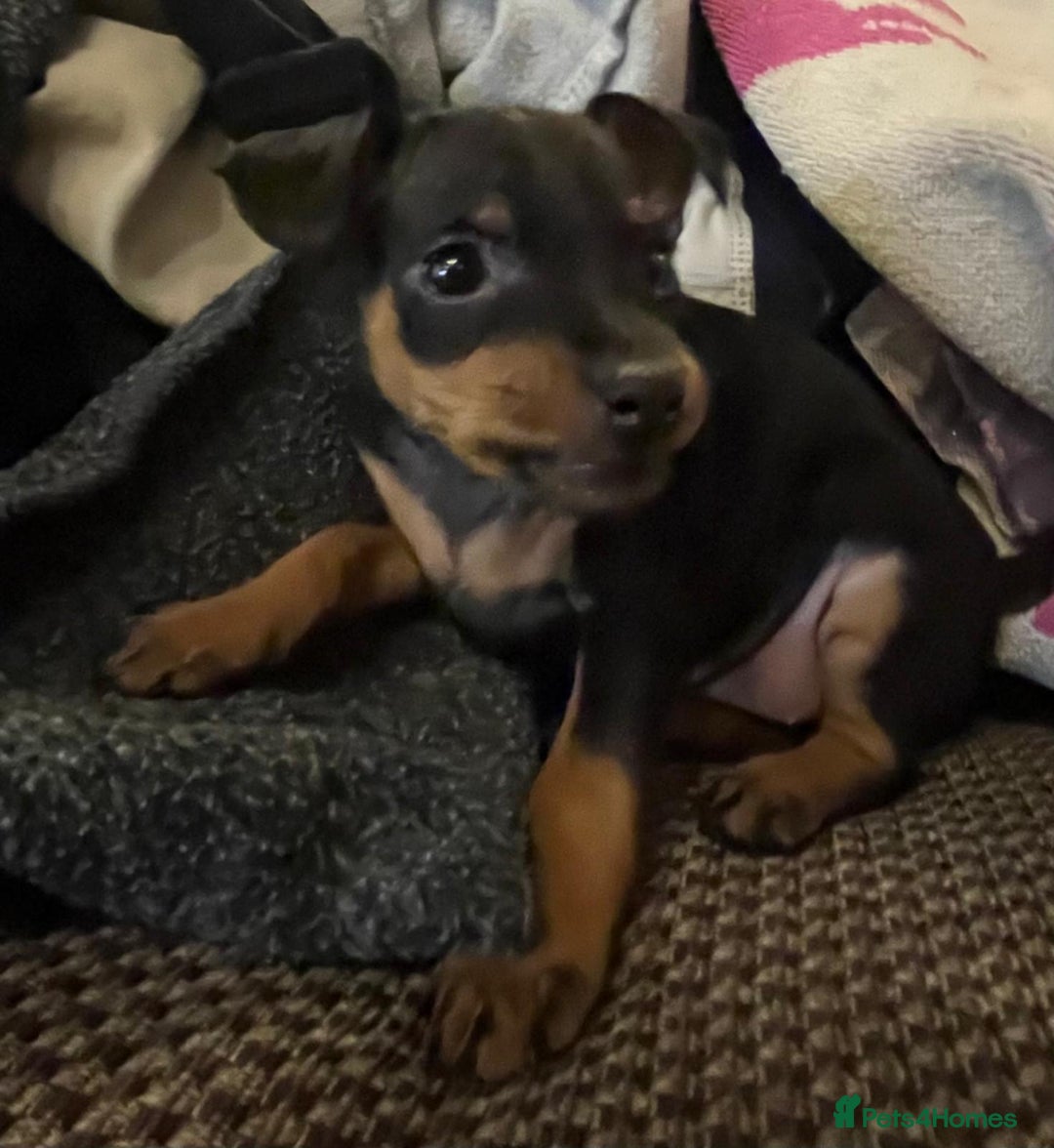 Miniature Pinscher dogs for sale: Miniature pinscher pups - Advert 40