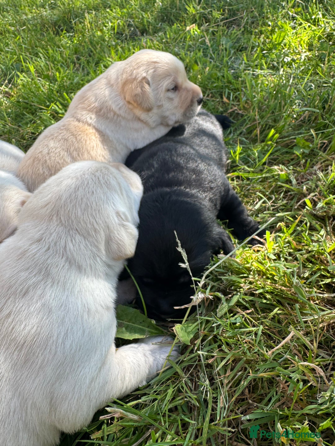 Labrador Retriever dogs for sale: KC health tested Labrador Pups  - Image 2