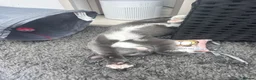 Mixed Breed cats for sale: Russian blue/ragdoll cross - Advert 5