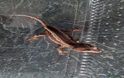 Gecko reptiles for sale: Juvenile Gargoyle Geckos - Image 5