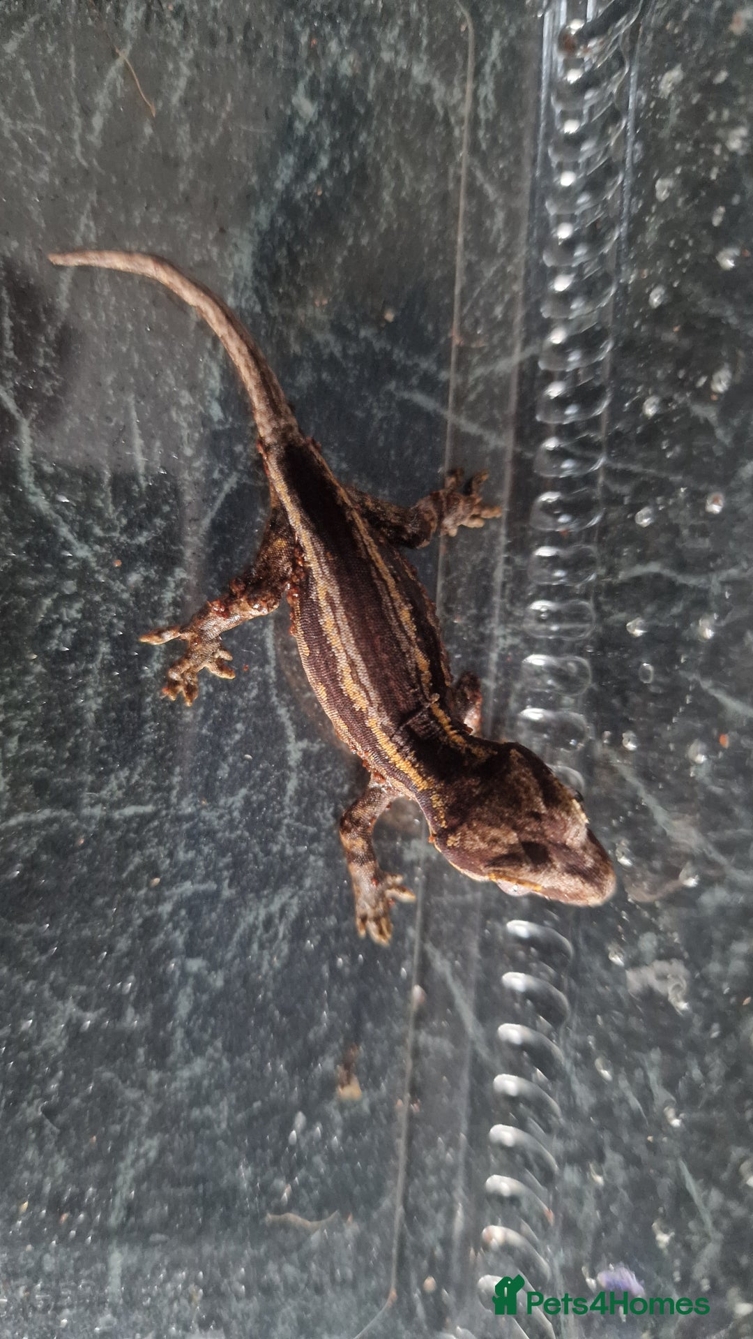 Gecko reptiles for sale: Juvenile Gargoyle Geckos - Image 5