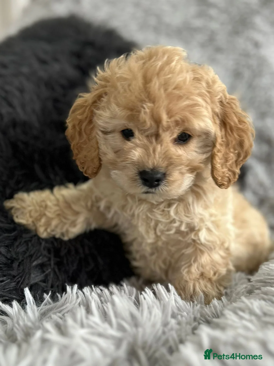 Cockapoo dogs for sale: Cockapoo - Advert 6