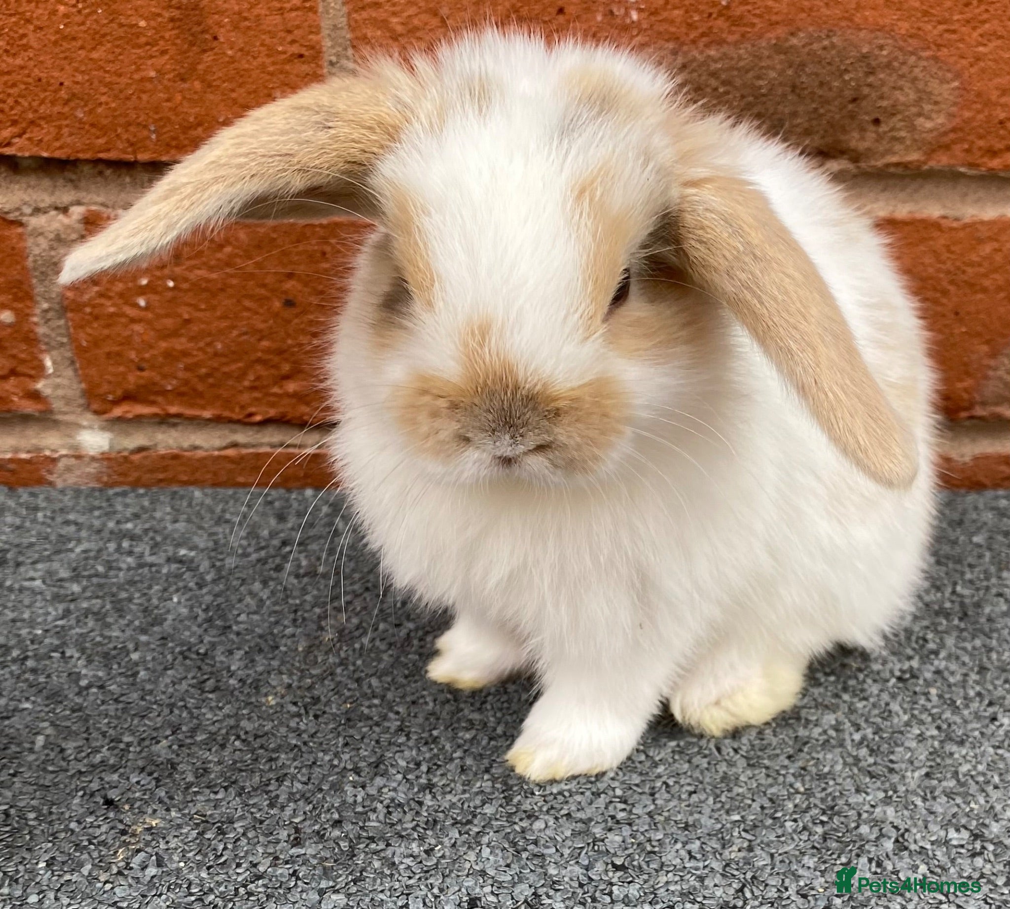 Mini Lop rabbits STUNNING PURE BREED MINI LOPS AMAZING COLOURS - Advert 14