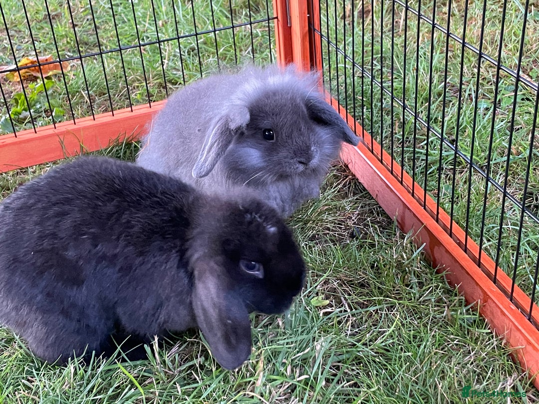 Mini Lop rabbits for sale: Male mini lop babies READY TO LEAVE  - Image 8