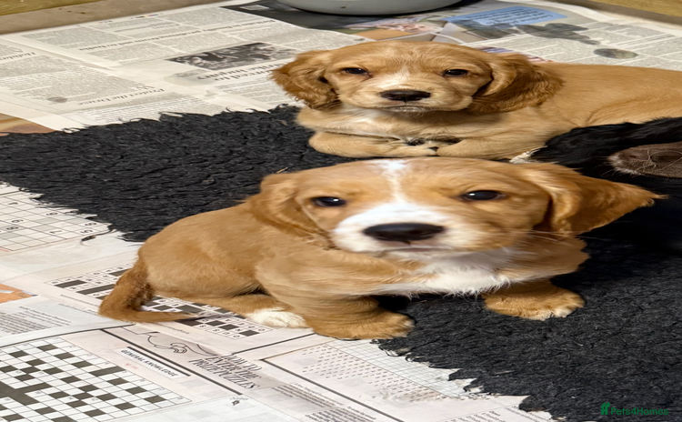 Cocker Spaniel dogs - Advert 3