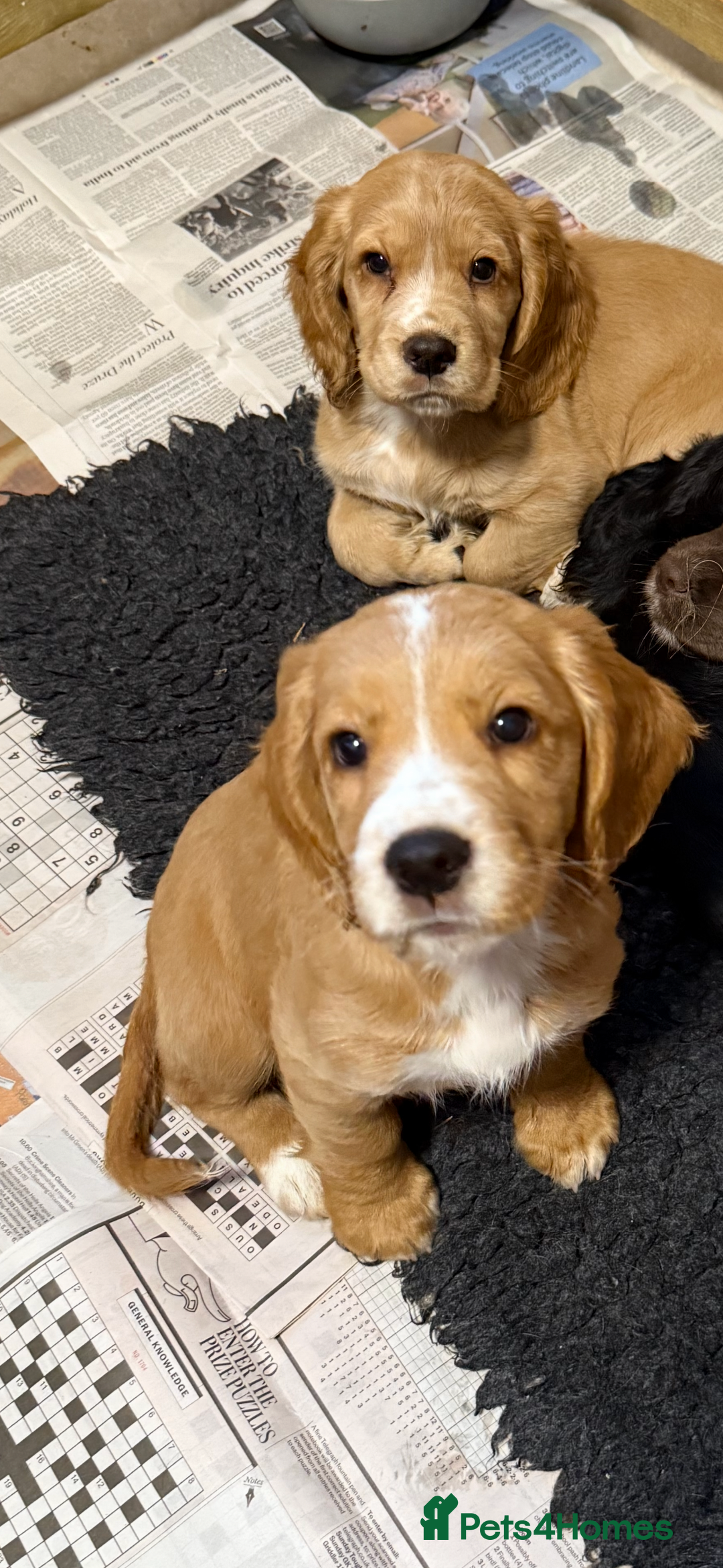 Cocker Spaniel dogs for sale: Stunning Working Cocker Puppies - Image 1