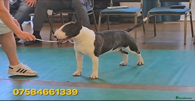 English Bull Terrier dogs - Advert 10