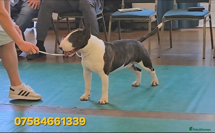 English Bull Terrier dogs - Advert 1