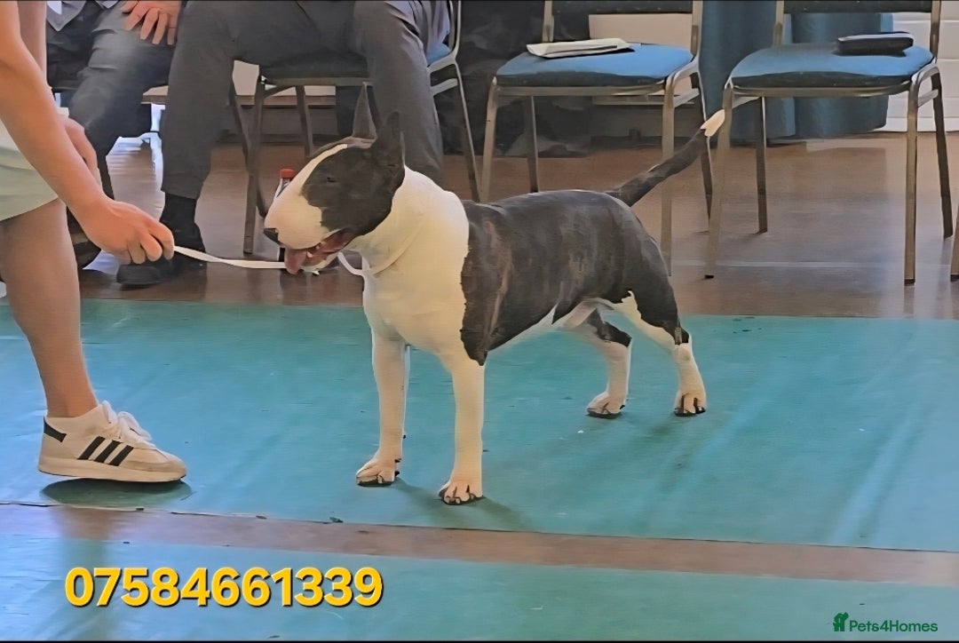 English Bull Terrier dogs for stud: TOP PEDIGREE IN UK, CRUFTS QUALIFIER, CHAMP FAMILY - Advert 4