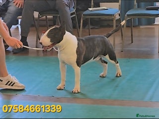 English Bull Terrier dogs TOP PEDIGREE IN UK, CRUFTS QUALIFIER, CHAMP FAMILY - Advert 2