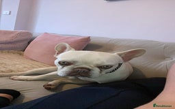 French Bulldog dogs for sale: Franko the French bulldog  - Image 5