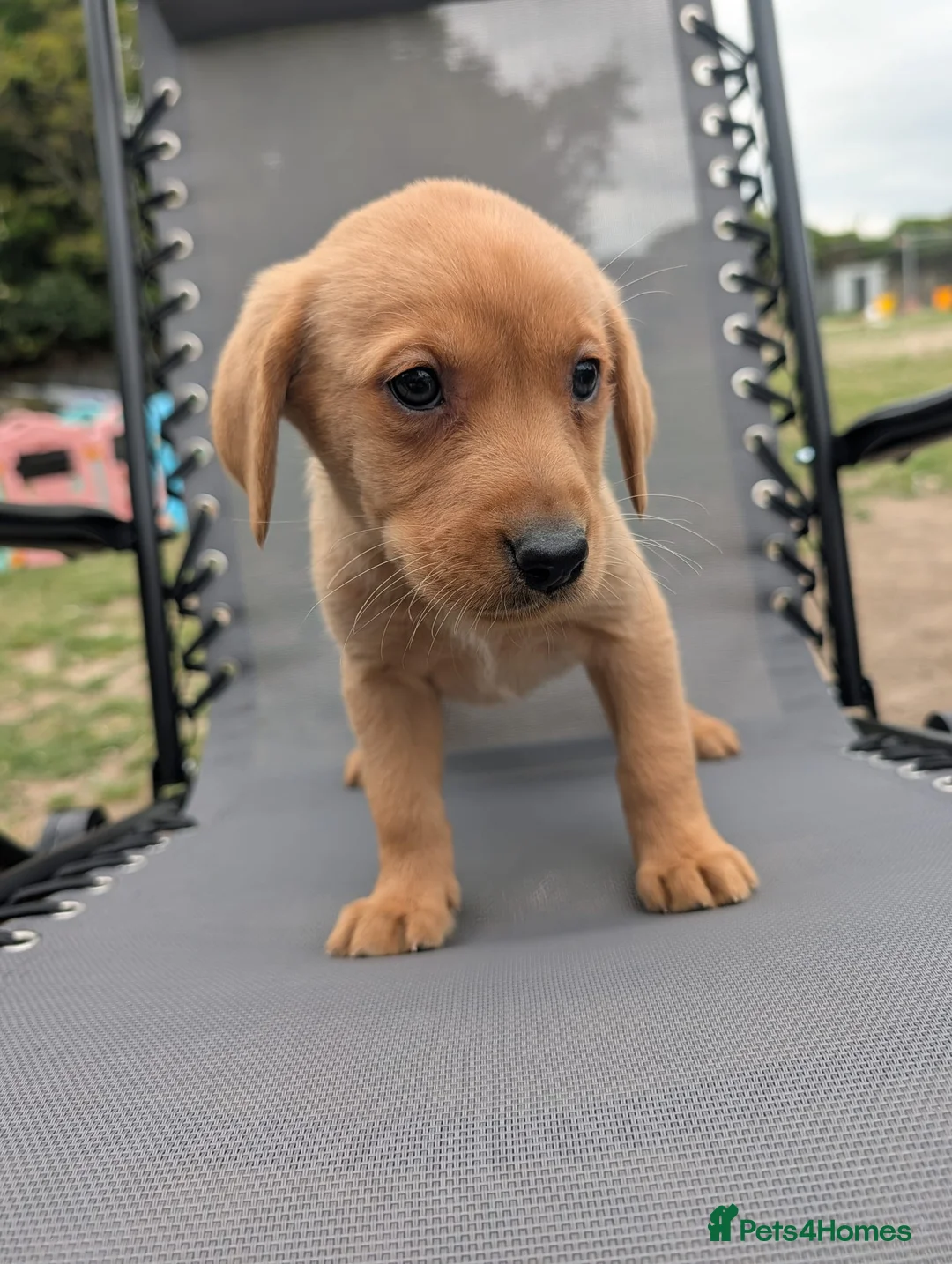 Labrador Retriever dogs for sale: Fox red labs in Brandon - Advert 2