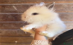 Lionhead rabbits for sale: Extra Special Lionhead Bunnies  - Image 12