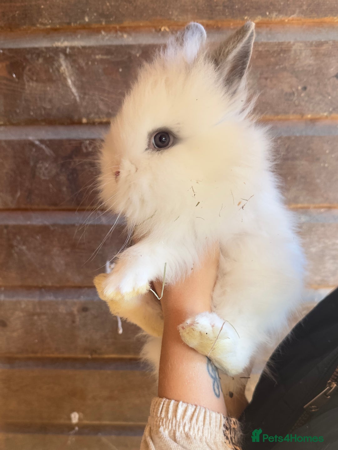Lionhead rabbits for sale: Extra Special Lionhead Bunnies  - Image 12