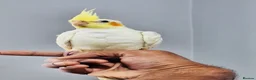 Cockatiels birds for sale: Beautiful baby hand tamed cockatiels for sale. - Advert 3