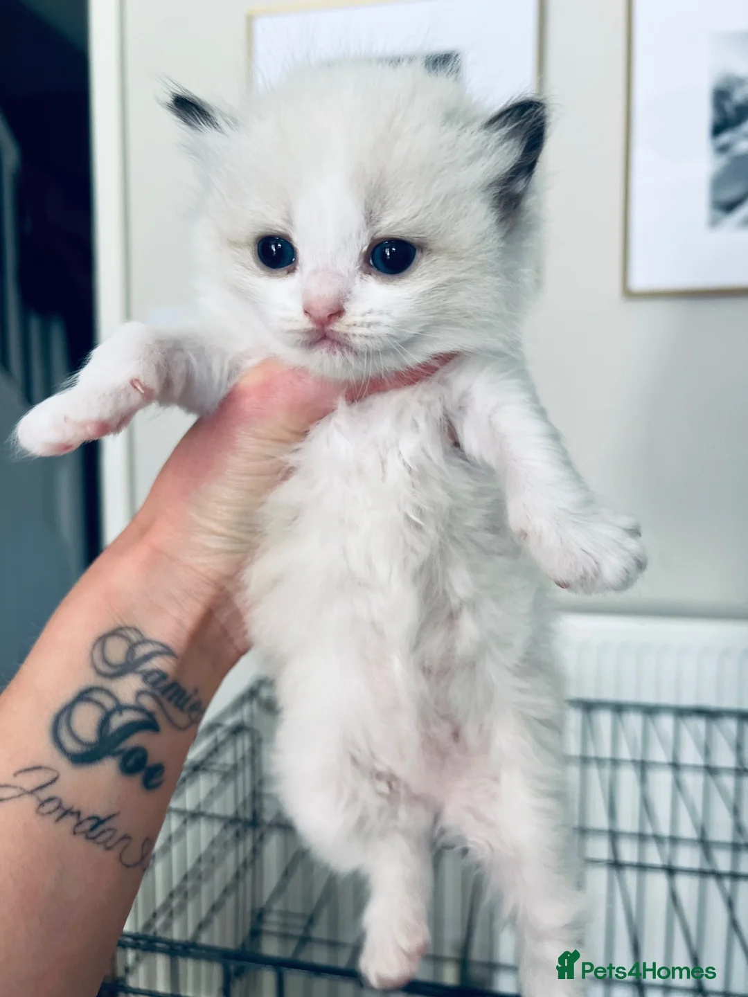 Ragdoll cats for sale: Ragdoll in Sittingbourne - Advert 2