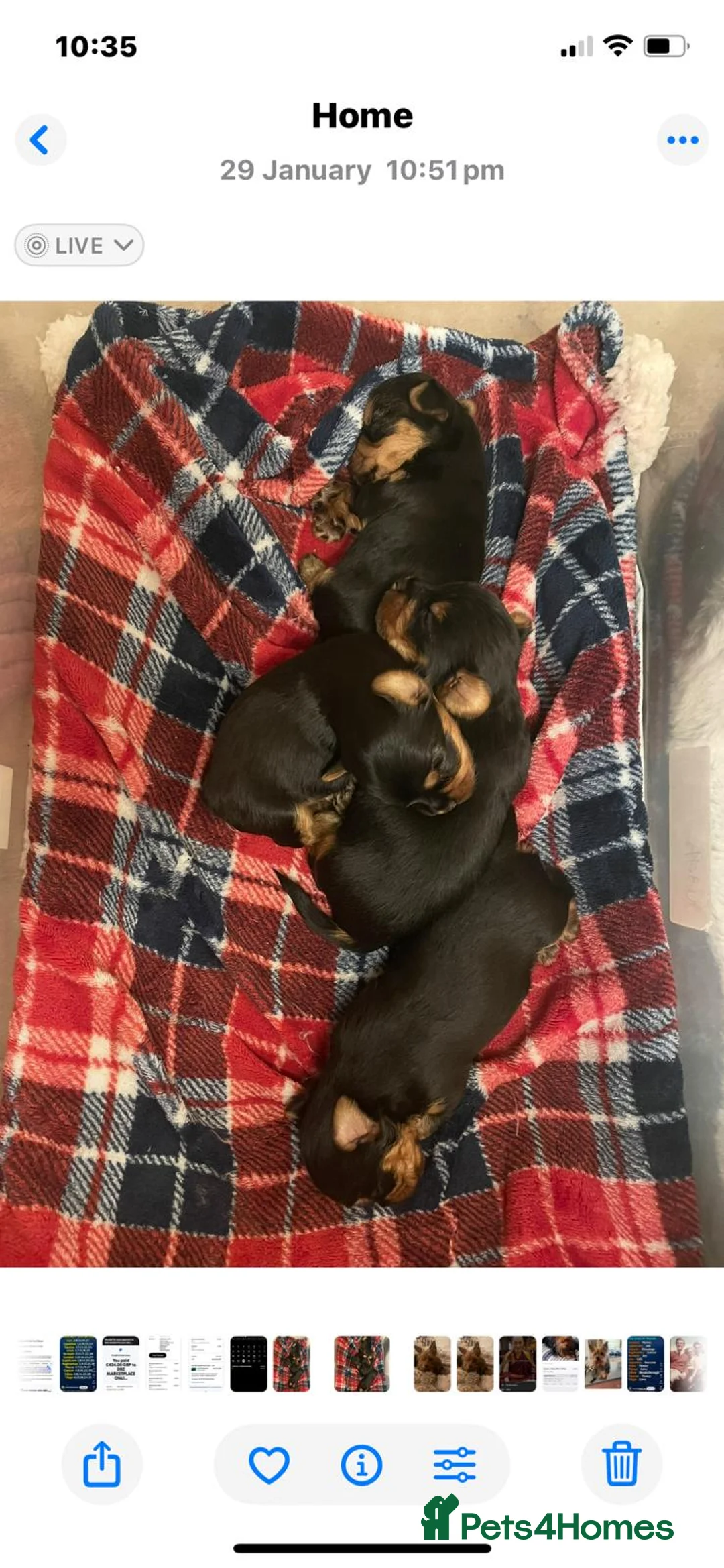 Yorkshire Terrier dogs for sale: Adorable Female Yorkshire Terrier Pups - Advert 3