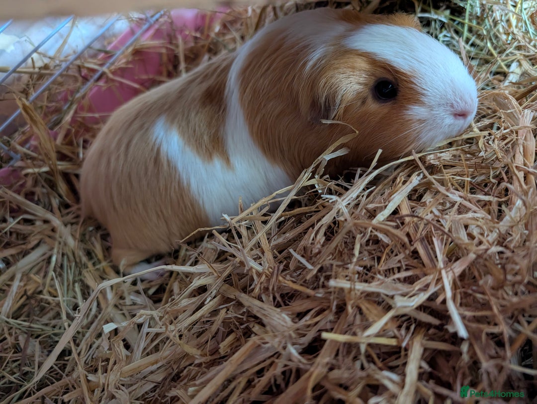 Guinea Pig rodents for sale: 2 Female guinea pigs for rehoming - Image 3