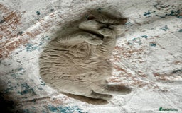 British Shorthair cats for sale: Lilac British Shorthair re-homing as only female  - Image 2