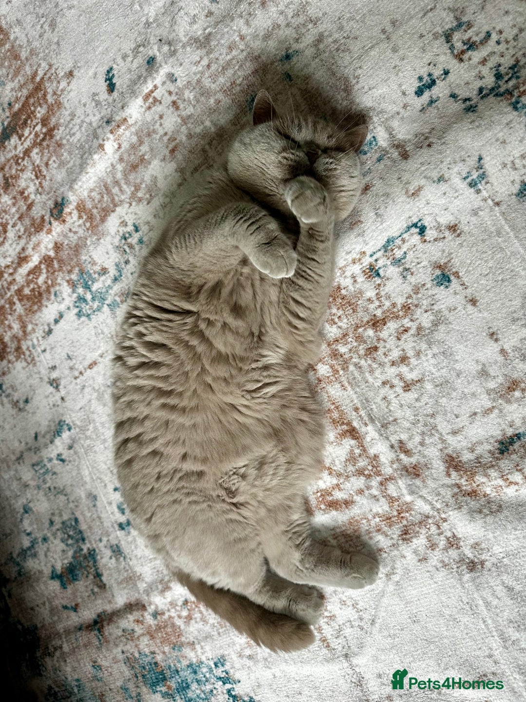British Shorthair cats for sale: Lilac British Shorthair re-homing as only female  - Image 2