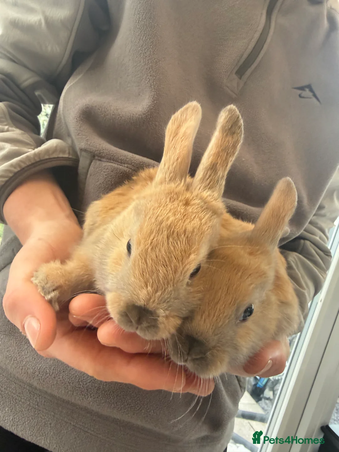 Mini Lop rabbits for sale: Mini Lop - Advert 2