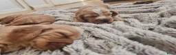 Cocker Spaniel dogs for sale: 3 golden Cocker Spaniels  - Advert 14