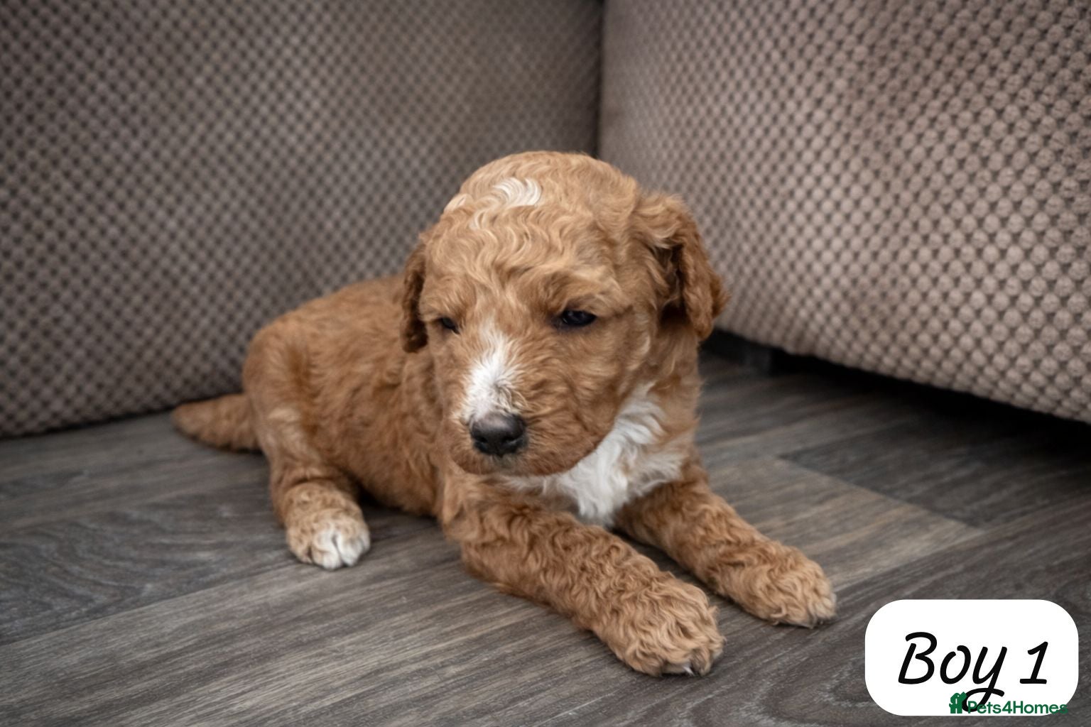 Australian Labradoodle dogs Australian Labradoodle Puppies - Advert 2