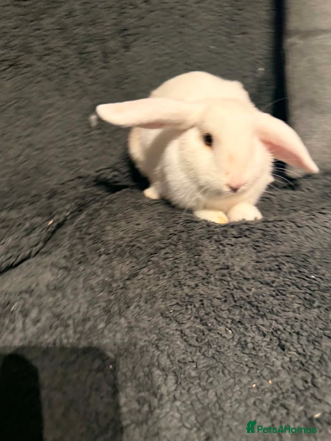 Mini Lop rabbits for sale: 2 male mini lops  - Advert 5