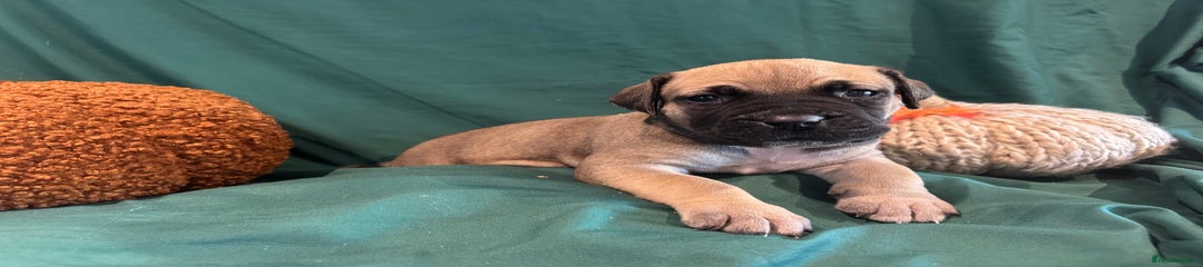 Boerboel Puppy 2