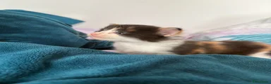 Mixed Breed Kitten 2
